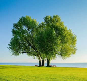 Benches under a large silver maple tree on the shore of Lake Constance near Arbon in Thurgau