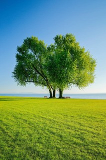 Benches under a large silver maple tree on the shore of Lake Constance near Arbon in Thurgau