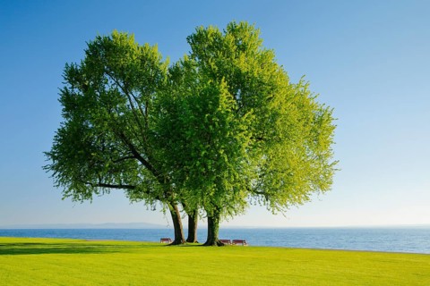 Benches under a large silver maple tree on the shore of Lake Constance near Arbon in Thurgau