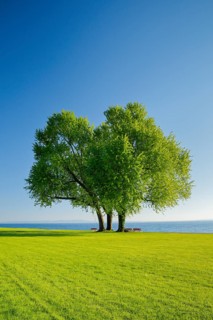 Benches under a large silver maple tree on the shore of Lake Constance near Arbon in Thurgau