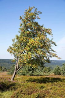 Rowan berry