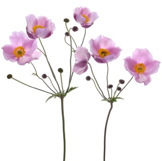 Chinese anemone