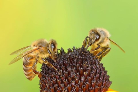 Honey bee