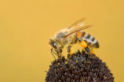 Honey bee
