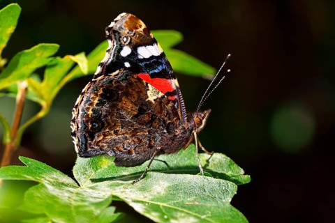 Red Admiral