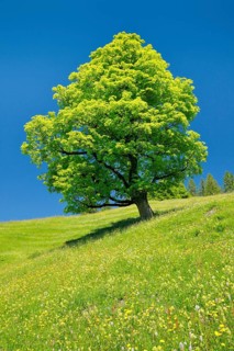 Freisthender sycamore maple in the middle of a mountain spring meadow