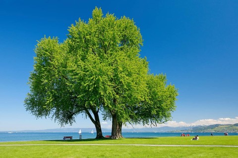 Large single silver maple tree and sunbathing lawns on the shore of Lake Constance near Arbon in Thurgau