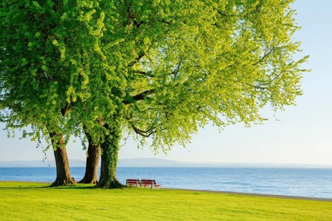 Benches under a large silver maple tree on the shore of Lake Constance near Arbon in Thurgau