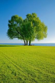 Benches under a large silver maple tree on the shore of Lake Constance near Arbon in Thurgau