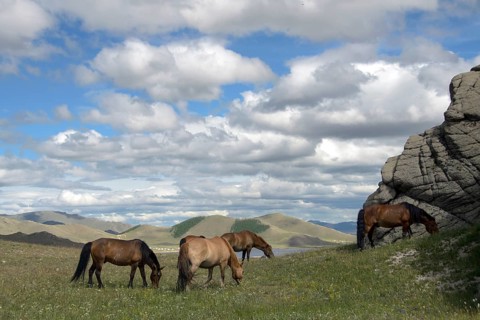 Horses at Terkhiin Tsagaan Lake