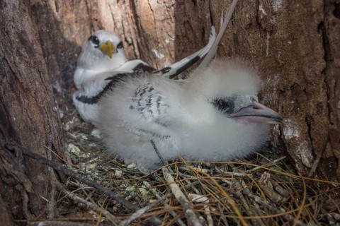 White-tailed tropicbird