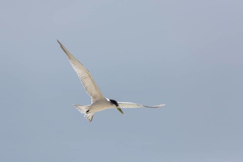 Greater Crested Tern