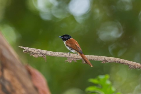 Seychelles paradise-flycatcher