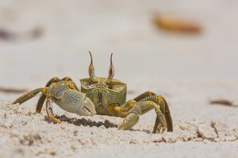 Ghost crab