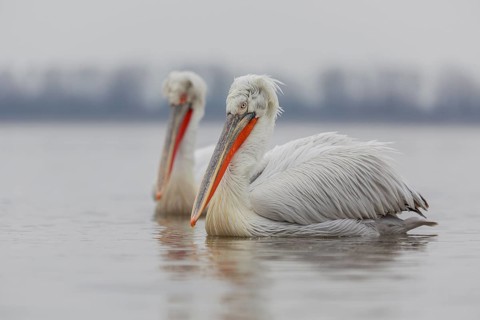 Dalmatian pelican