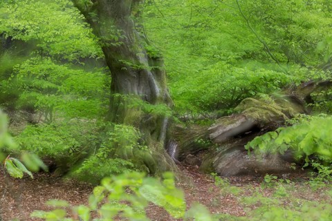 European hornbeam