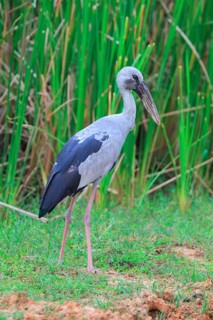 Asian Openbill