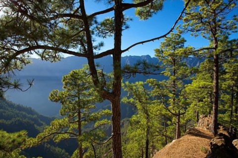 Parque Nacional de la Caldera de Taburiente at Mirador de Las Chozas