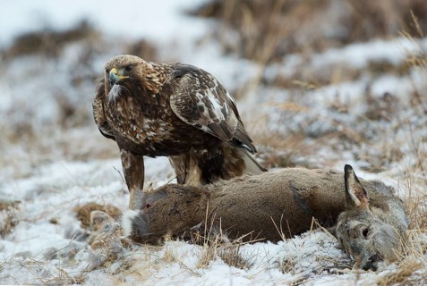 Golden Eagle