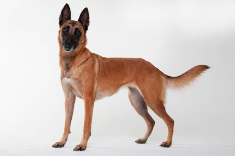 Malinois