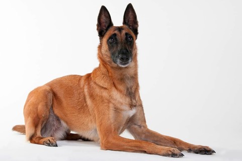 Malinois