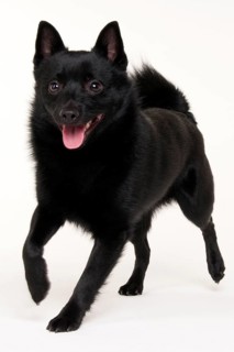 Schipperke