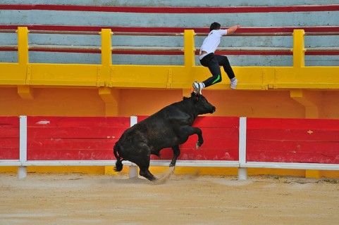 Bullfight