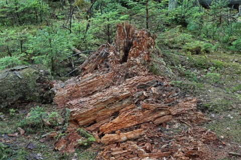 Wood decay