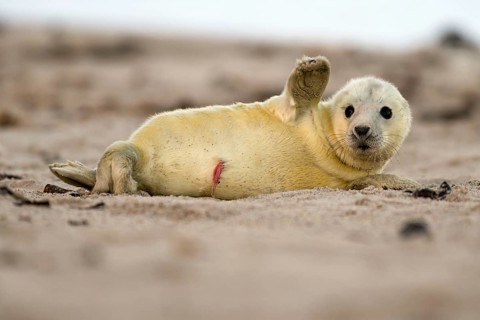 Grey seal