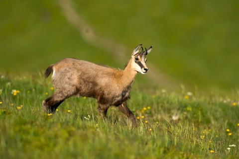 Chamois