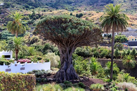 Tenerife