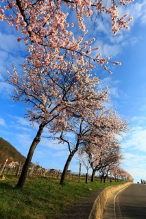 Almond tree