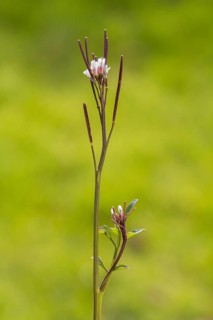 Cardamine hirsuta