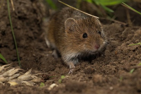 Common vole