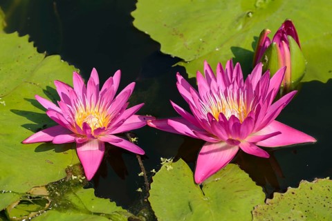 Water Lily