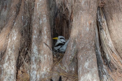 White-tailed tropicbird