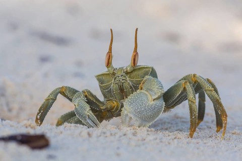 Ghost crab