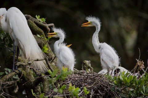 Great egret