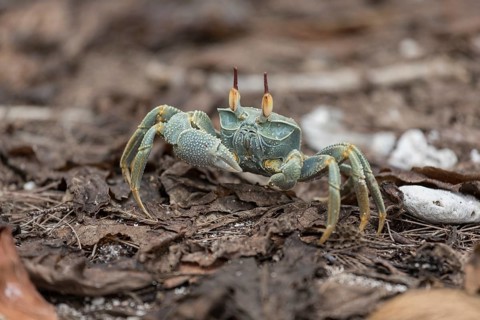Ghost crab