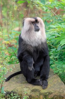 Lion-tailed macaque