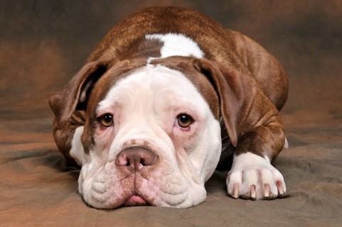 Olde English Bulldog