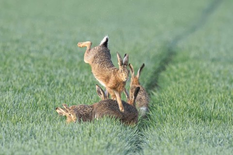 European Hare