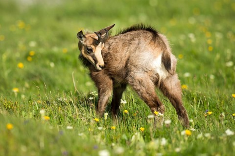 Chamois