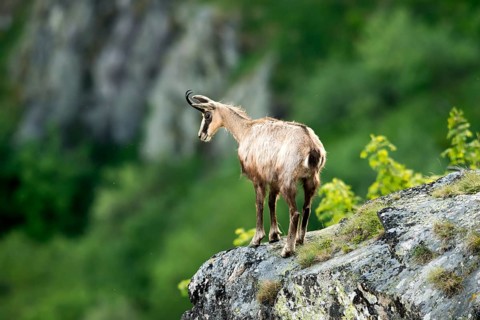 Chamois