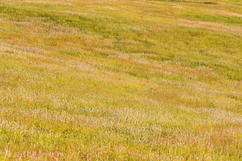 Meadow knotweed
