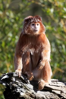 Javan langur