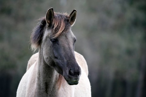 Wild Horse Duelmen