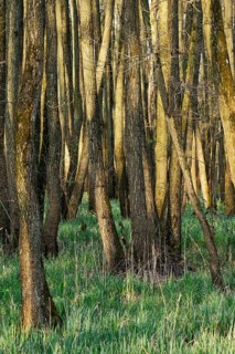 Swamp forest with Black alder