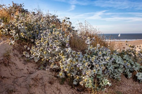 Sea Holly