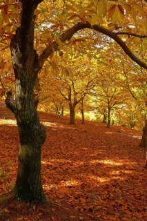 Chestnut